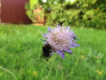 Bee pollinating on purple flower