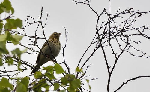 Low angle view of bird perching on bare tree against clear sky