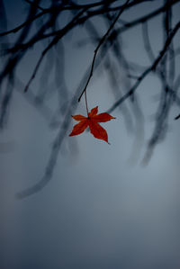 Close-up of maple leaves on branch against sky