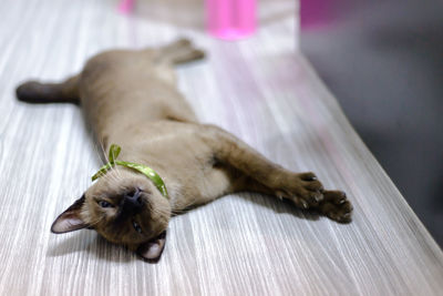 View of a dog resting on floor at home