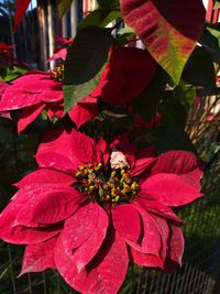 Close-up of red flowering plant