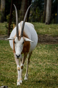 Deer standing in a field