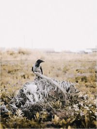 Bird on a field