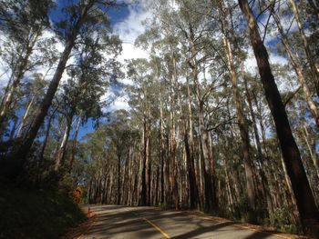 Road passing through forest