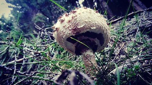 Close-up of grass in field