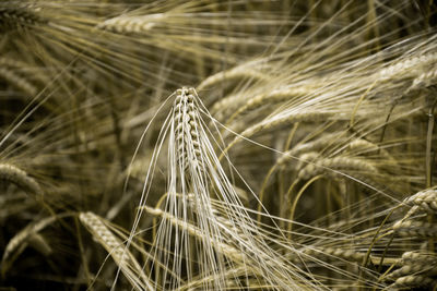 Close-up of wheat