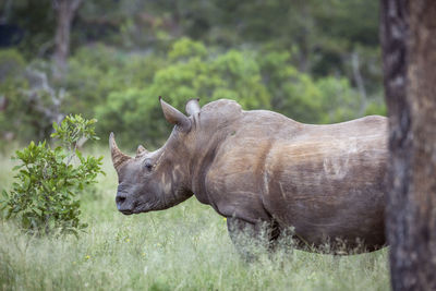 Close-up of rhinoceros standing on land