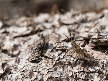 High angle close-up of insect on tree