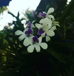 Close-up of fresh flowers blooming on tree