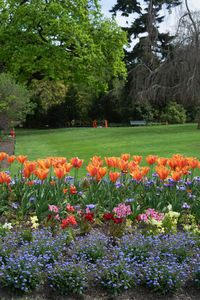 View of flowering plants in park