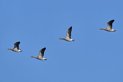 Low angle view of seagulls flying