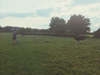 Cows grazing on grassy field