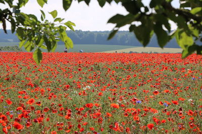 Close-up of red flowering plants on field