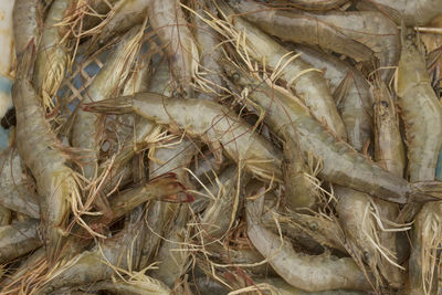 Close-up of corn