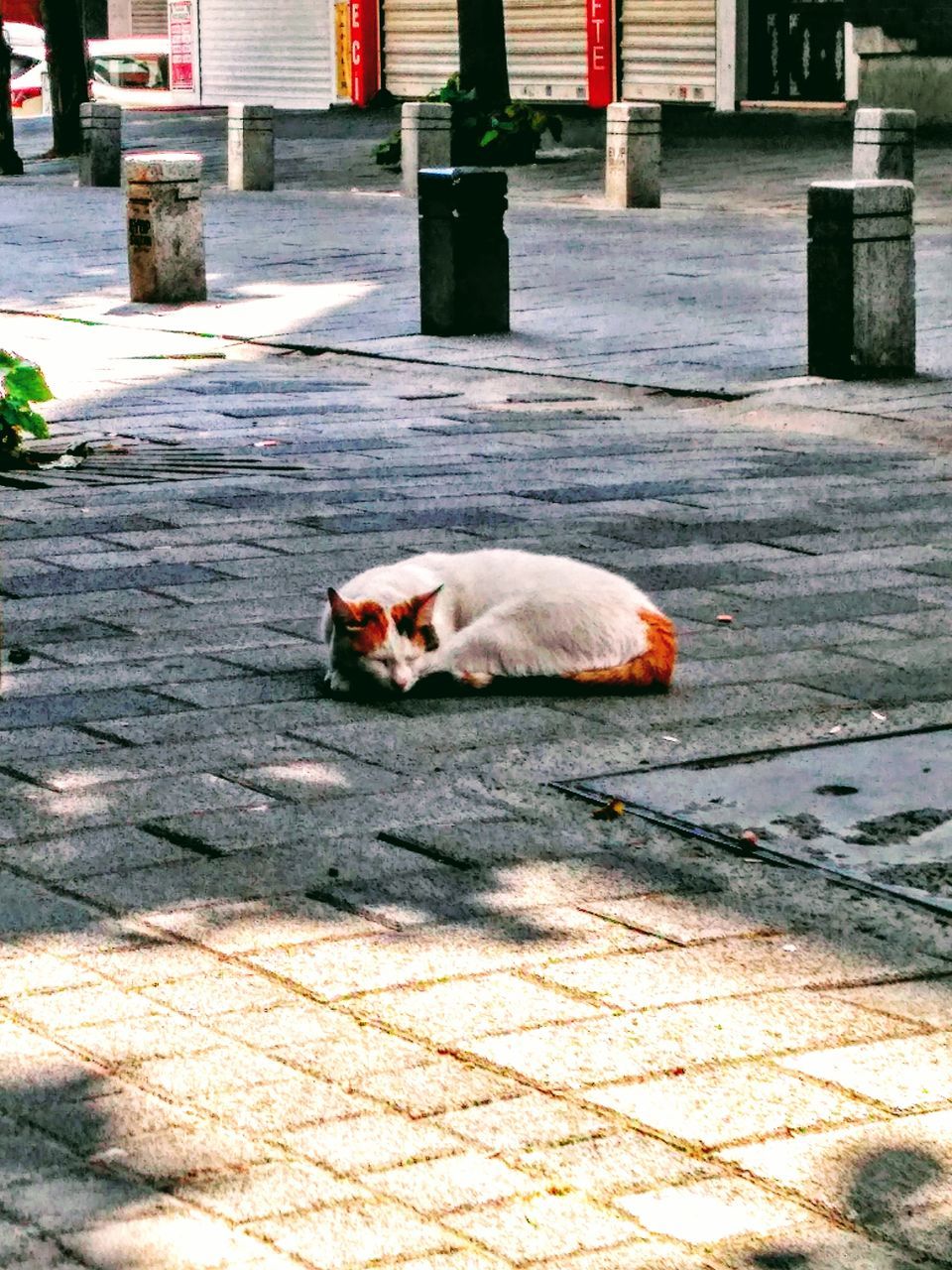 CAT RELAXING ON STREET