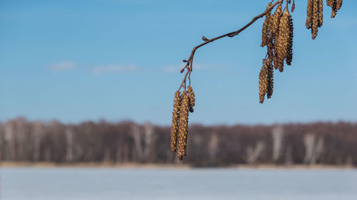 Alder earrings