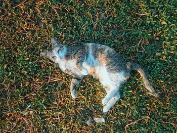 High angle view of cat on field
