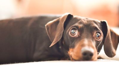 Close-up portrait of dachshund