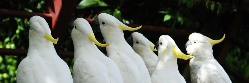 Close-up of swans