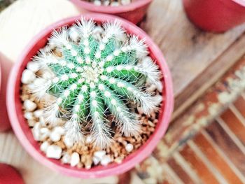 High angle view of succulent plant in pot