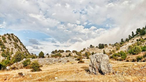 Trees on landscape against sky