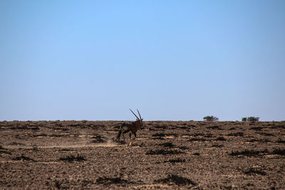 Horse on desert against clear sky
