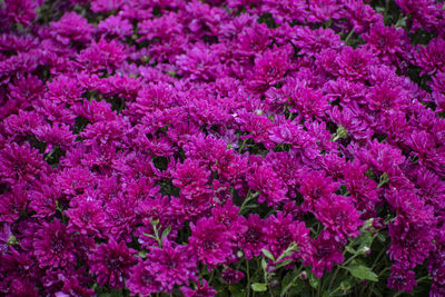 Full frame shot of pink flowering plants on field