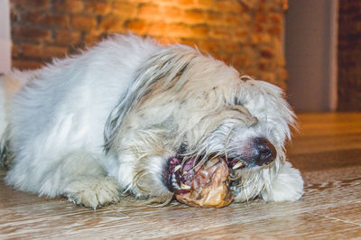 Close-up of dog sleeping on floor at home