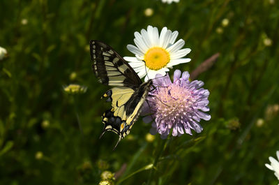 Butterfly on purple flower