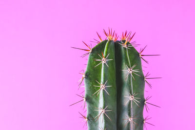 Close-up of cactus plant