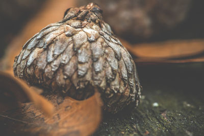 Close up shot of an acorn cap.