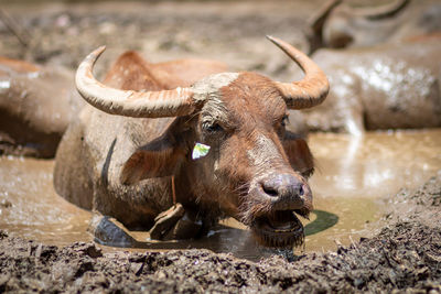 Buffalo standing on field