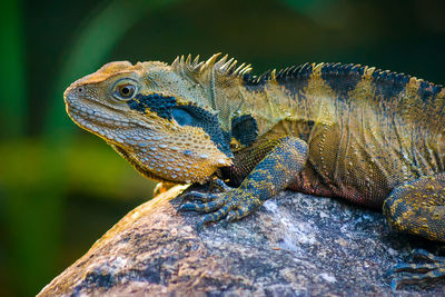 Close-up of lizard on rock