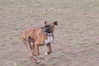 Portrait of dog on field