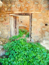 Ivy growing on brick wall