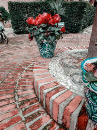 High angle view of potted plants on footpath by street