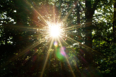 Sunlight streaming through trees in forest