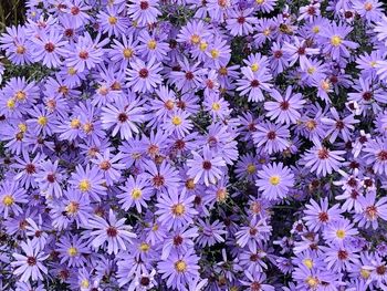 Full frame shot of purple flowering plants