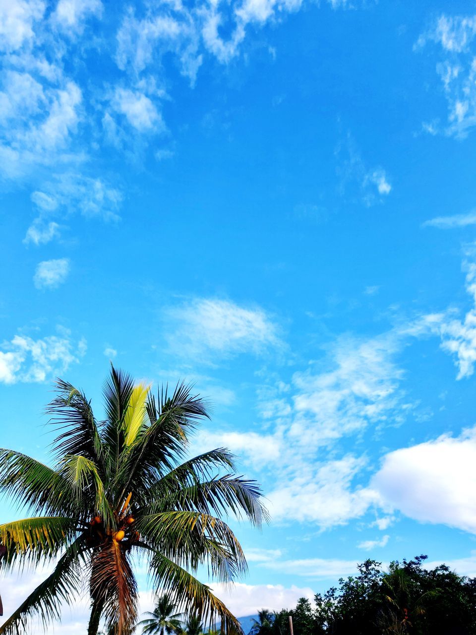 tree, palm tree, tropical climate, sky, plant, cloud, nature, beauty in nature, coconut palm tree, blue, tropical tree, scenics - nature, no people, tranquility, travel destinations, leaf, outdoors, sunlight, land, low angle view, tropics, growth, environment, tranquil scene, day, idyllic, travel, vacation, trip, holiday, palm leaf, sea, horizon, water, tourism, summer, ocean, island, copy space, cloudscape
