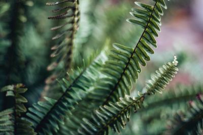 Close-up of fern leaves on tree