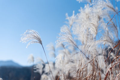 Close-up of plant against clear sky