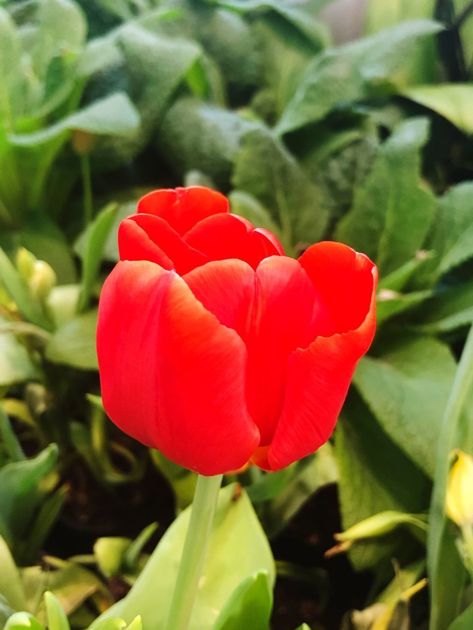 CLOSE-UP OF RED TULIP WITH PLANT