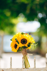 Close-up of yellow flowering plant