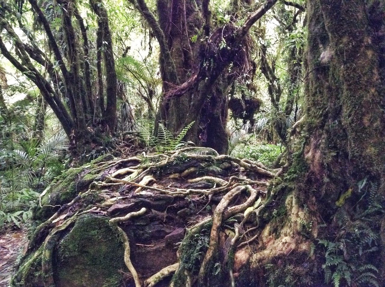 Taraire Forest