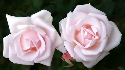 Close-up of pink rose blooming outdoors