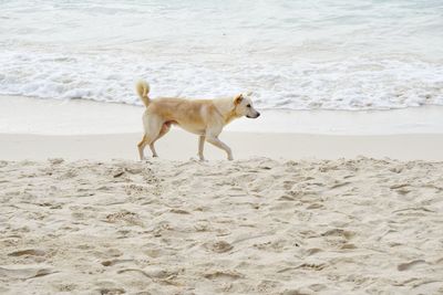 Dog on beach