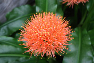 Close-up of red flower