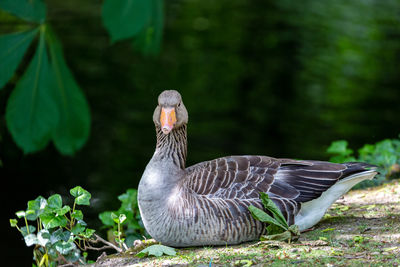 Greylag goose resting on lakeshore