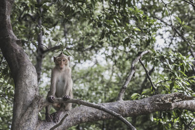 Low angle view of monkey on tree in forest