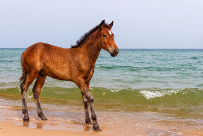 Horse on the beach